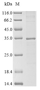 Prostaglandin E synthase (Ptges), mouse, recombinant