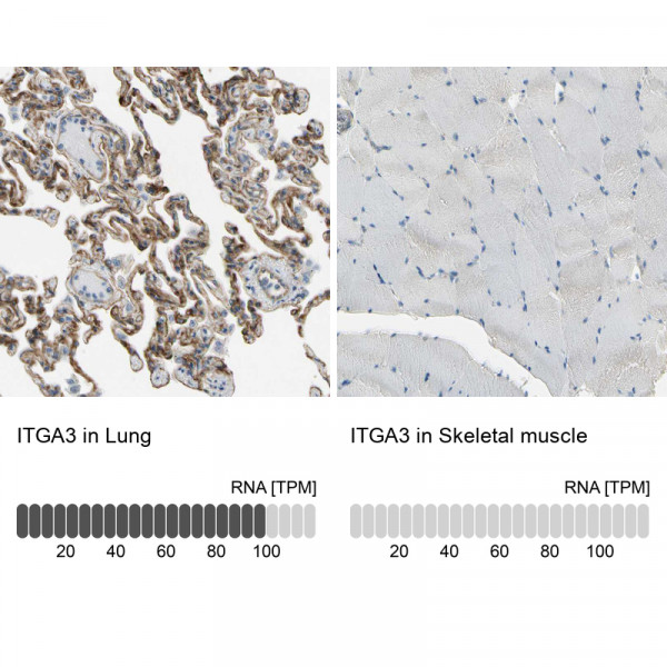 Anti-ITGA3