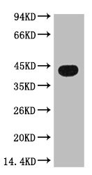 Anti-ACTB Monoclonal