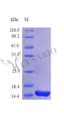 Interleukin-3 protein (IL3) (Active), human, recombinant