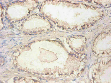 Anti-CST3 Monoclonal, clone 3A1B7