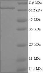 PC4 and SFRS1-interacting protein (PSIP1), human, recombinant