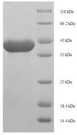 Serine protease 1 (Prss1), rat, recombinant