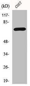 Anti-HDAC10