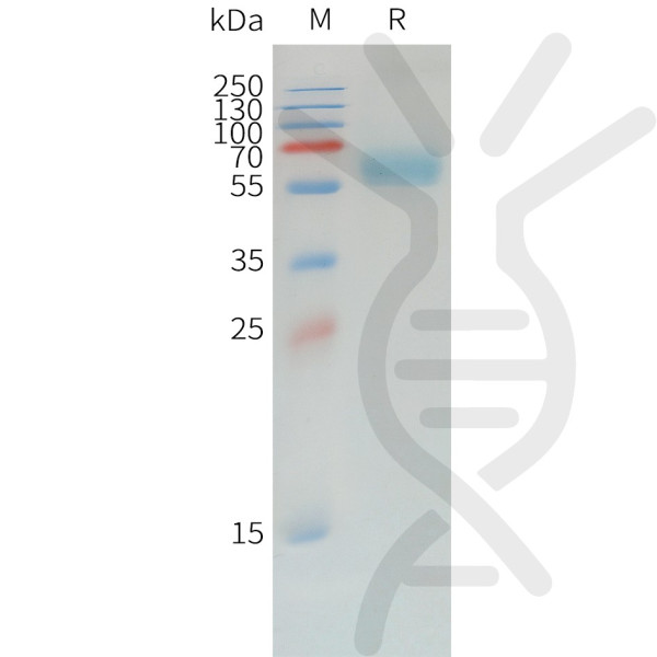 Canine PD-1 Protein, hFc Tag