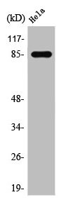 Anti-STAT3