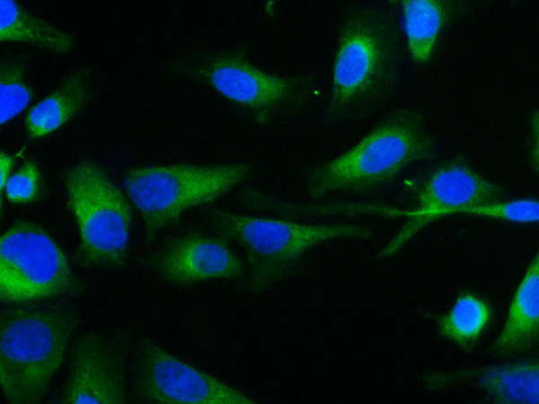 Anti-Elab Fluor(R) 488-conjugated beta Tubulin, clone 2E8-2