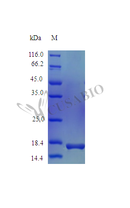 Interleukin-1 beta protein (IL1B) (Active), Rhesus Macaque, recombinant