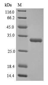 Fibroblast growth factor 2 (FGF2), human, recombinant