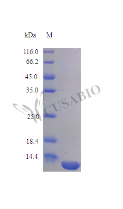 Interleukin-16 protein (IL16) (Active), human, recombinant