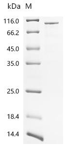 E3 ubiquitin-protein ligase COP1 (COP1), recombinant human