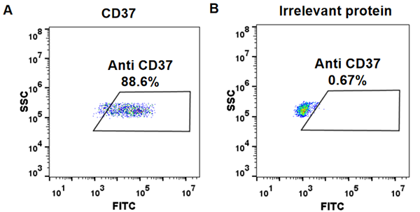 Anti-CD37 (naratuximab biosimilar) mAb