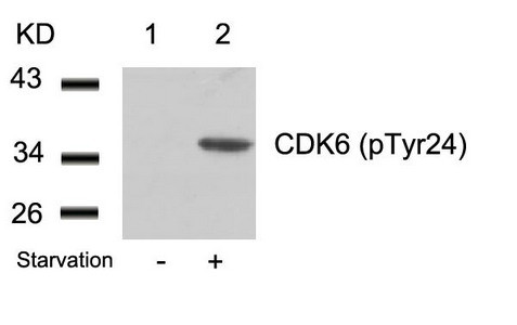 Anti-Phospho-CDK6 (Tyr24)