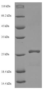 HLA-DMA protein (HLA-DMA), partial, human, recombinant