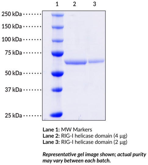 RIG-I helicase domain (human, recombinant)