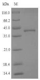 Cathepsin K (CTSK), dog, recombinant