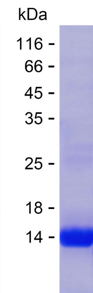 ALPI (human), recombinant protein