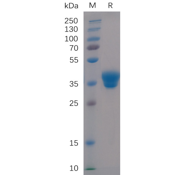 Human IgG1-Fc Protein