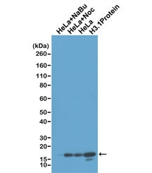 Anti-Histone H3 / Unmodified Lysine 4, clone RM186 (recombinant antibody)
