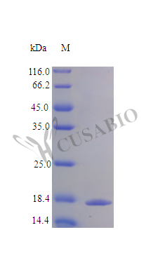 Interleukin-20 protein (IL20) (Active), human, recombinant