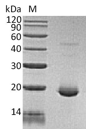 Interleukin-6 (IL6) (Active), human, recombinant