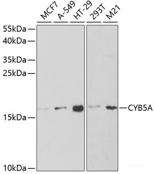 Anti-Cytochrome b5