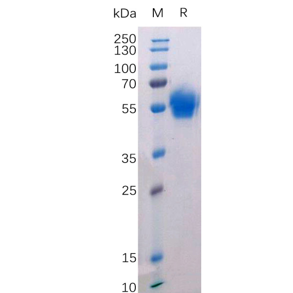 Human BTLA Protein, hFc Tag