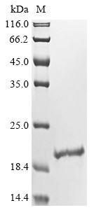 Interferon gamma (IFNG), bovine, recombinant