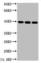 Anti-ACTB Monoclonal