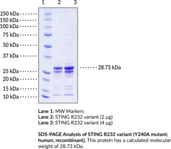 STING Y240A variant (Y240A mutant, human, recombinant)