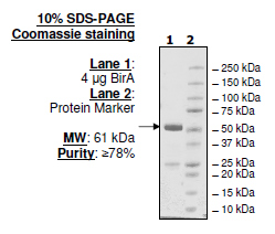 BirA, GST-tag, recombinant protein