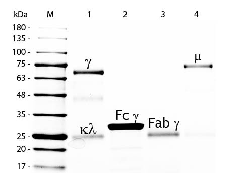 Chicken IgG F(ab&#039;)2 Fragment, Peroxidase Conjugated