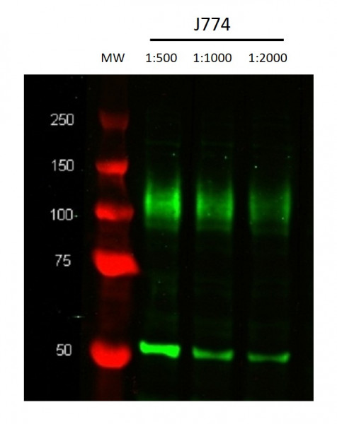 Anti-CD107b / LAMP2, clone M3/84