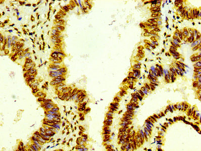 Anti-Histone H4 Recombinant Monoclonal, clone 21E8