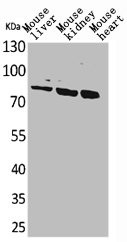 Anti-CUL4B