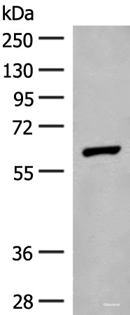 Anti-GLS2