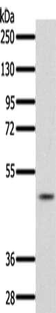 Anti-PDCD4