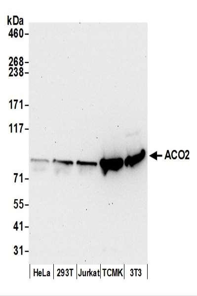 Anti-ACO2/Aconitase