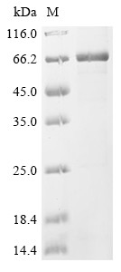 Septin-12 (SEPTIN12), human, recombinant