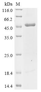 Cyclic GMP-AMP synthase (CGAS), partial, human, recombinant