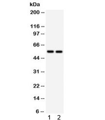 Anti-ALDH2