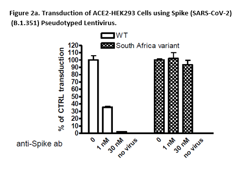 Spike (beta B.1.351 Variant) (SARS-CoV-2) Pseudotyped Lentivirus (Luc ...