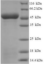 Antigen-presenting glycoprotein CD1d (CD1D), partial, human, recombinant