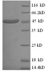 Apolipoprotein A-IV (Apoa4), mouse, recombinant