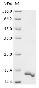 Interleukin-2 (IL-2), Mesocricetus auratus, recombinant