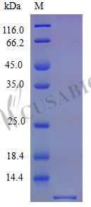 C-C motif chemokine 5 protein (Ccl5) (Active), mouse, recombinant