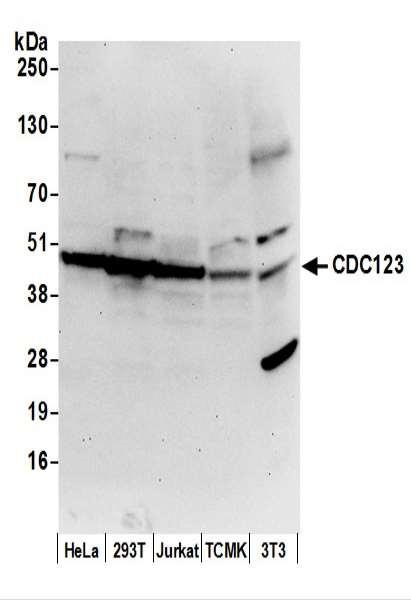 Anti-CDC123/C10orf7