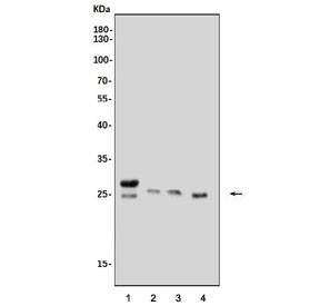 Anti-Glutathione S-transferase A4 / Gsta4