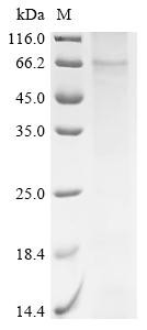 Parathyroid hormone/parathyroid hormone-related peptide receptor (Pth1r), mouse, recombinant