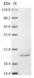 Interferon alpha-16 (IFNA16), human, recombinant